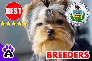 6 Best Reputable Yorkie Breeders In Pennsylvania-2023 | Yorkshire Terriers Puppies For Sale in PA