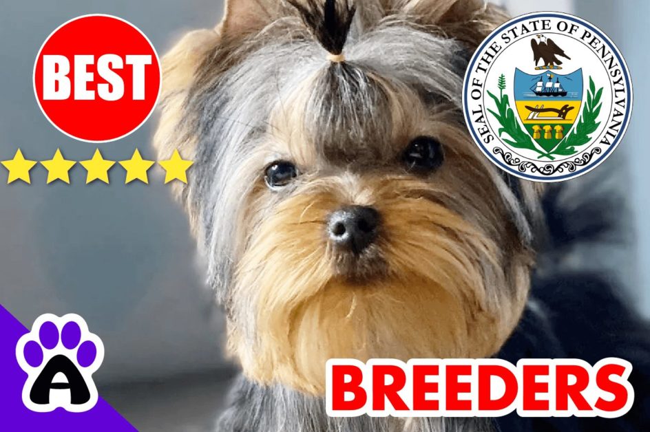 6 Best Reputable Yorkie Breeders In Pennsylvania-2023 | Yorkshire Terriers Puppies For Sale in PA