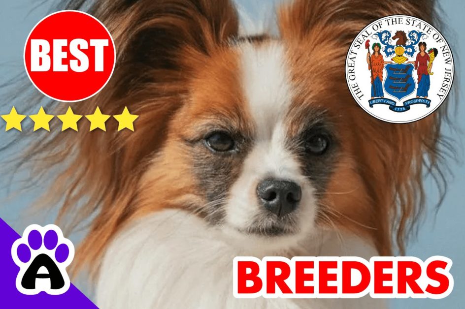Papillon Puppies For Sale In New Jersey-2023 | Papillon Breeders in NJ