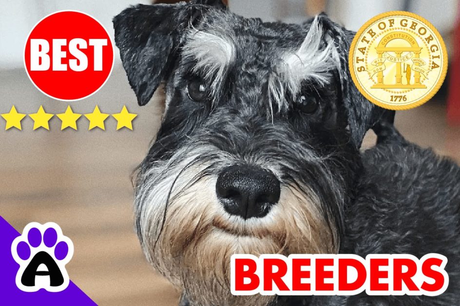 Miniature Schnauzer Puppies For Sale Georgia 2022 | Best Miniature Schnauzer Breeders in GA
