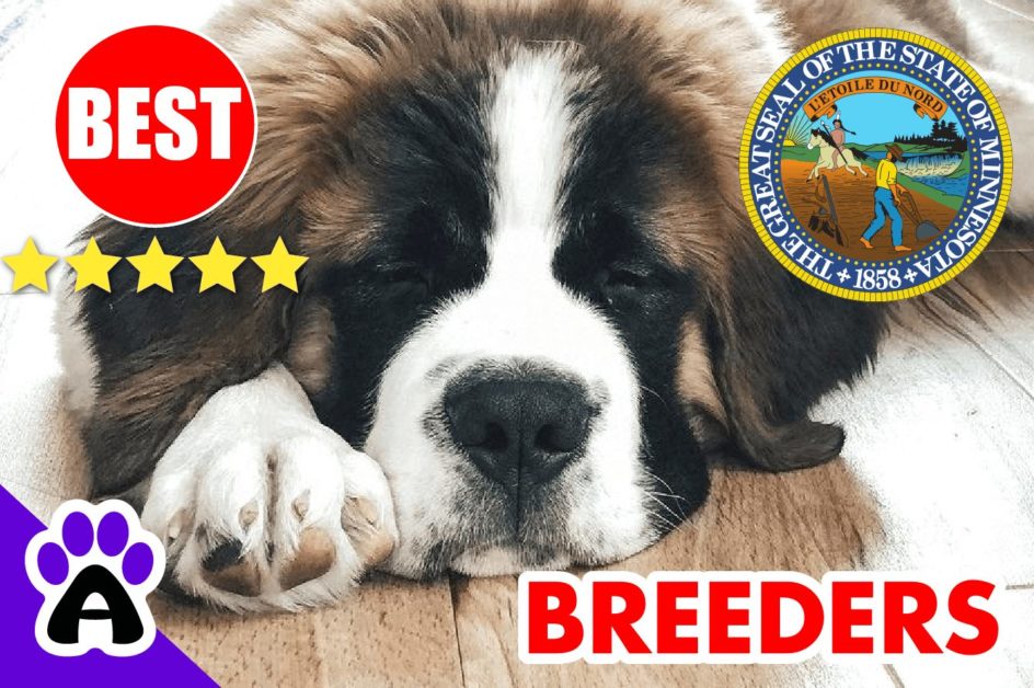St. Bernard Puppies For Sale in Minnesota-2023 | Best St. Bernard Breeders in MN