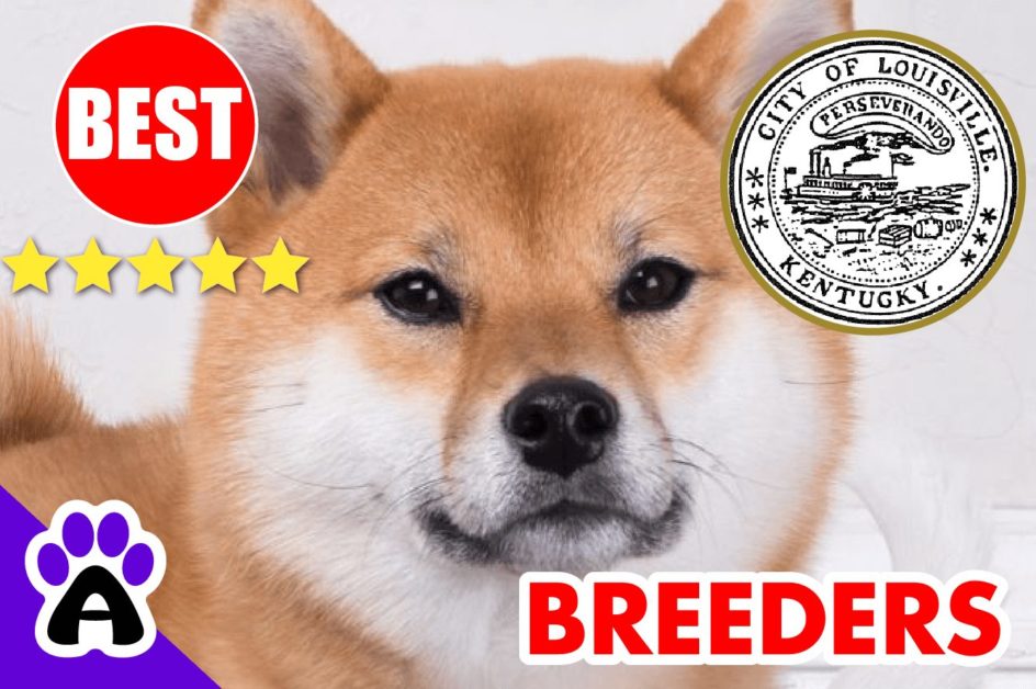 3 Best Reviewed Akita Breeders In Louisville-2023 | Akita Puppies For Sale Louisville, Kentucky