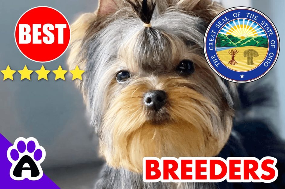 5 Best Reputable Yorkie Breeders In Ohio-2023 | Yorkshire Terriers Puppies For Sale in OH 