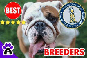 3 Best Reviewed American Bulldog Puppies For Sale In Brooklyn-2024 | American Bulldog Breeders in Brooklyn, NY
