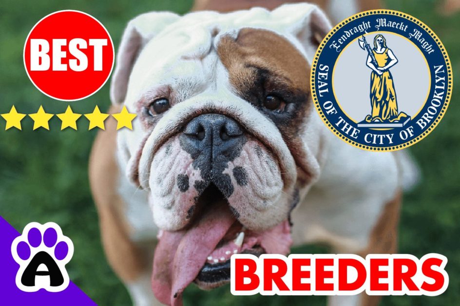 3 Best Reviewed American Bulldog Puppies For Sale In Brooklyn 2022 | American Bulldog Breeders in Brooklyn, NY