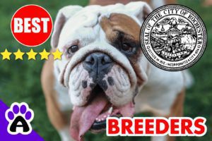 3 Best Reviewed American Bulldog Puppies For Sale In Rochester-2024 | American Bulldog Breeders in Rochester, NY