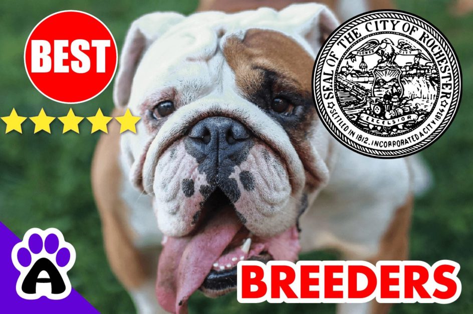 3 Best Reviewed American Bulldog Puppies For Sale In Rochester 2022 | American Bulldog Breeders in Rochester, NY