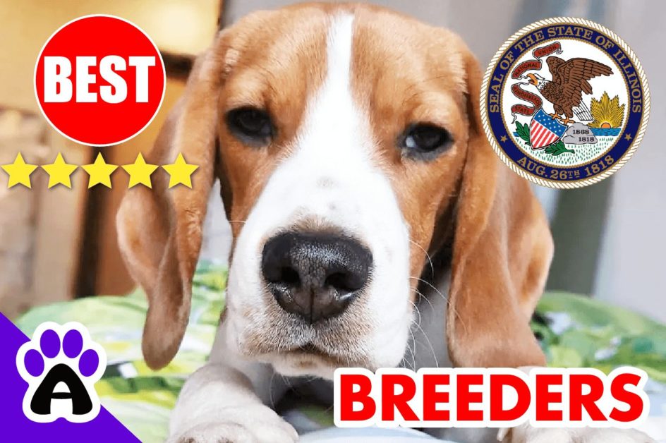 Beagle Puppies For Sale In Illinois-2023 | Best Beagle Breeders in IL