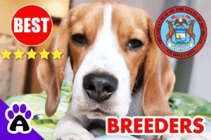 Beagle Puppies For Sale In Michigan-2024 | Best Beagle Breeders in MI