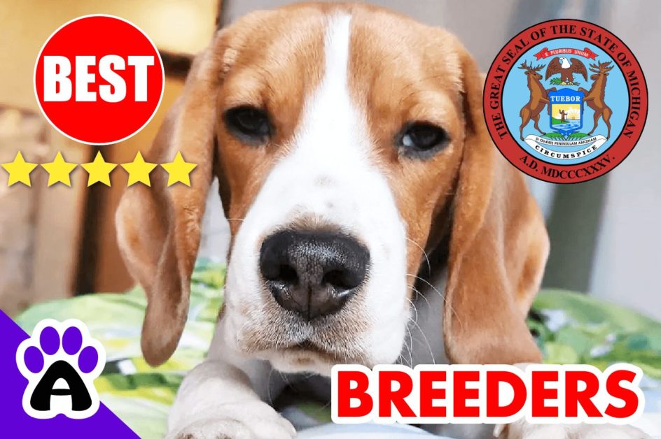 Beagle Puppies For Sale In Michigan 2022 | Best Beagle Breeders in MI