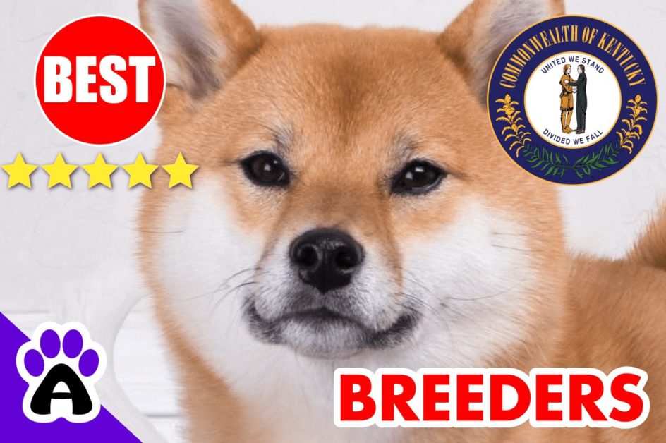 3 Best Reviewed Akita Breeders In Kentucky-2023 | Akita Puppies For Sale Kentucky