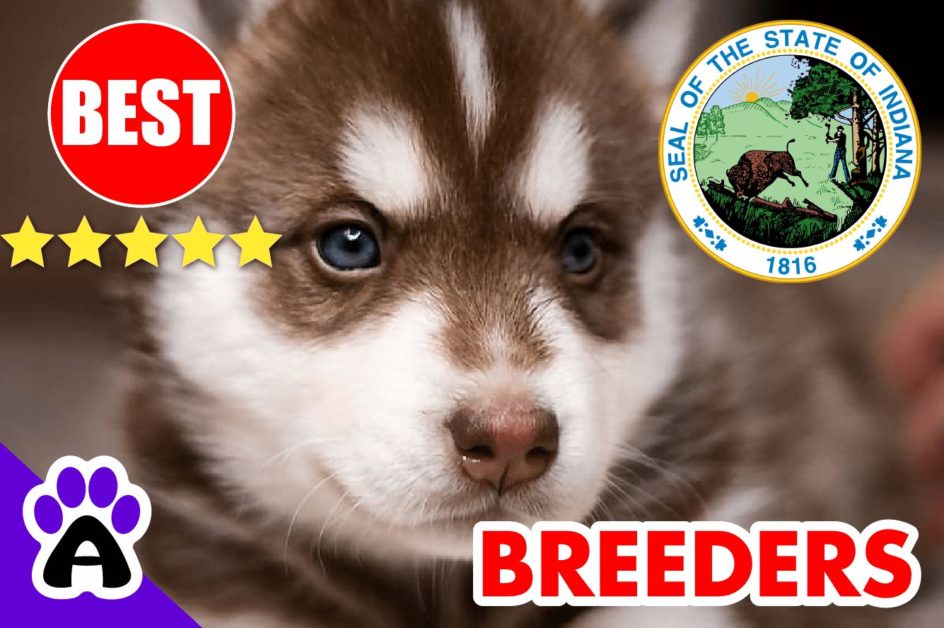 Husky Puppies For Sale In Indiana-2023 | Husky Breeders in IN