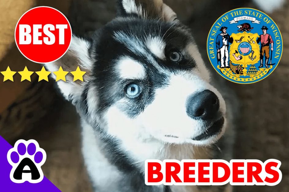 Husky Puppies For Sale In Wisconsin-2023 | Husky Breeders in WI