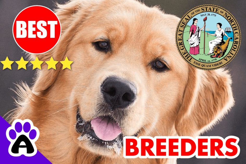 Golden Retriever Puppies For Sale In North Carolina 2022 | Best Golden Retriever Breeders in NC