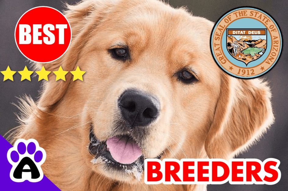 Golden Retriever Puppies For Sale In Arizona-2024 | Best Golden Retriever Breeders in AZ