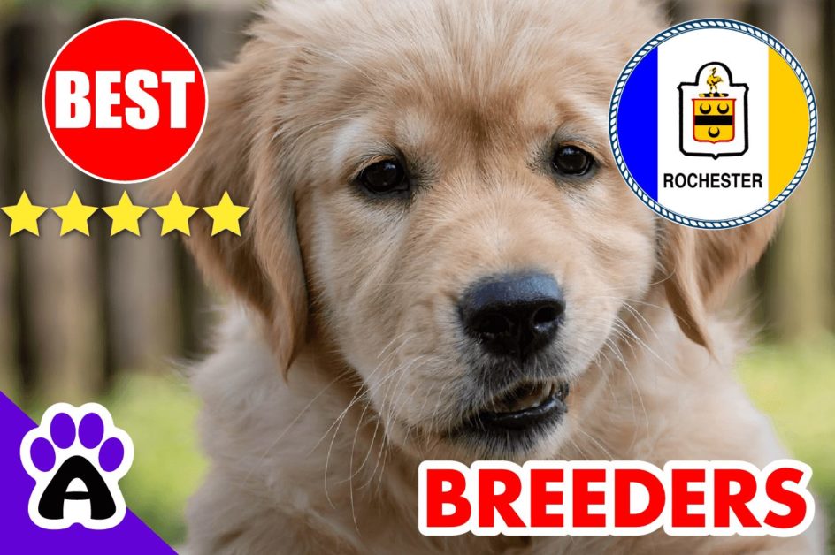 Golden Retriever Puppies For Sale In Rochester 2022 | Best Golden Retriever Breeders in Rochester, NY