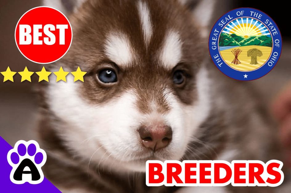 Husky Puppies For Sale In Ohio-2024 | Husky Breeders in OH