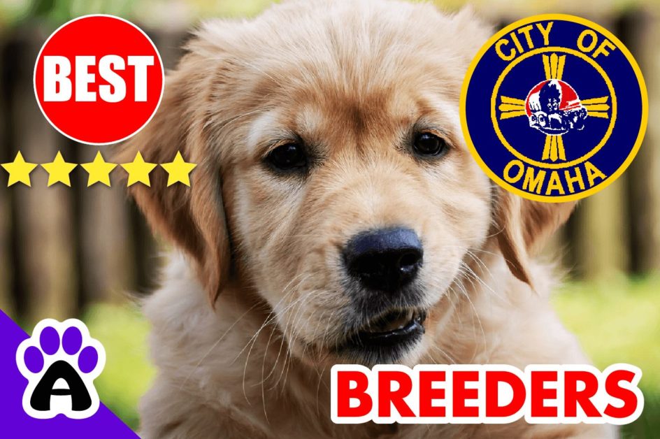 Golden Retriever Puppies For Sale In Omaha 2022 | Best Golden Retriever Breeders in Omaha, NE