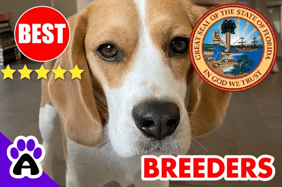 Beagle Puppies For Sale In Florida-2024 | Beagle Breeders in FL