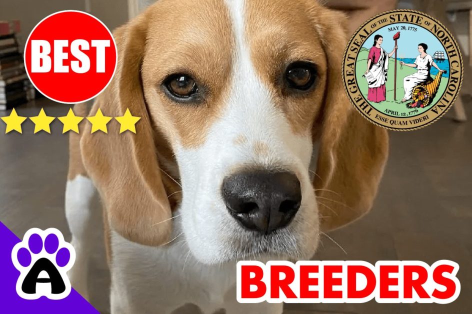 Beagle Puppies For Sale In North Carolina-2023 | Beagle Breeders in NC