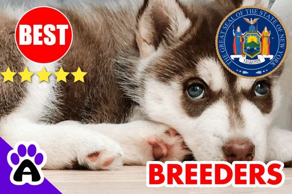 Husky Puppies For Sale In New York-2023 | Husky Breeders in NY