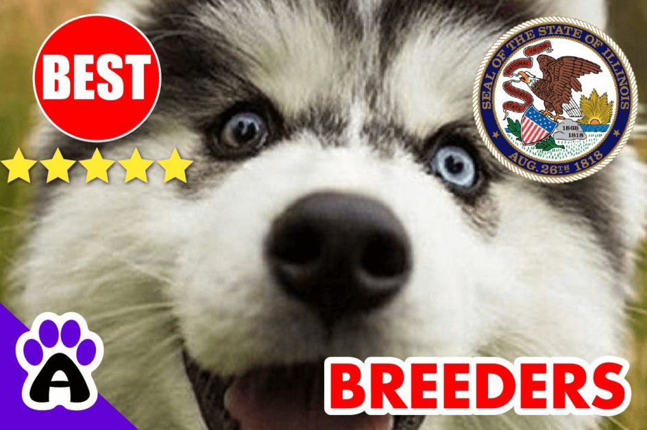 Husky Puppies For Sale In Illinois-2023 | Husky Breeders in IL