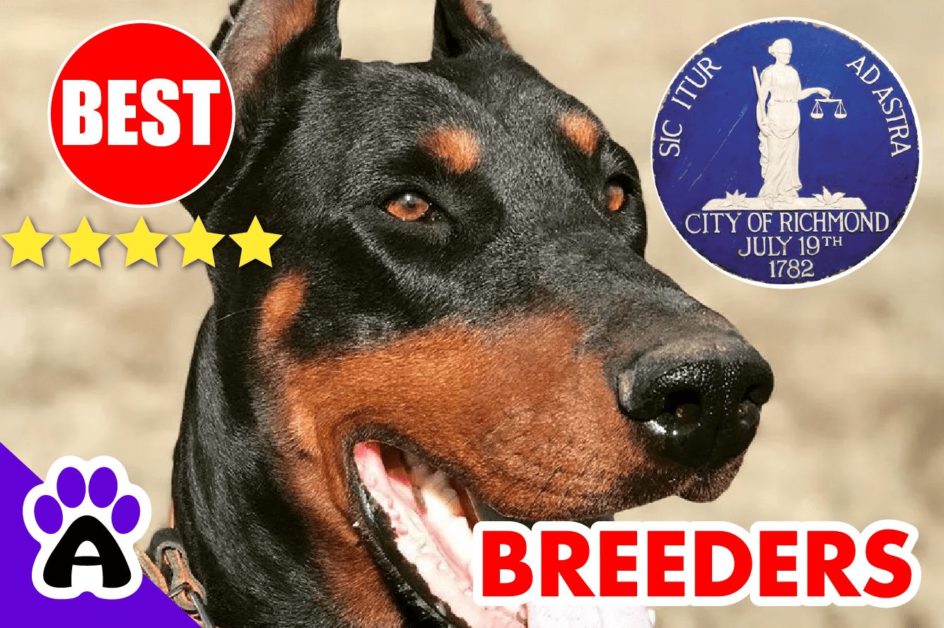 5 Best Reviewed Doberman Breeders In Richmond 2022 | Doberman Puppies For Sale in Richmond, VA