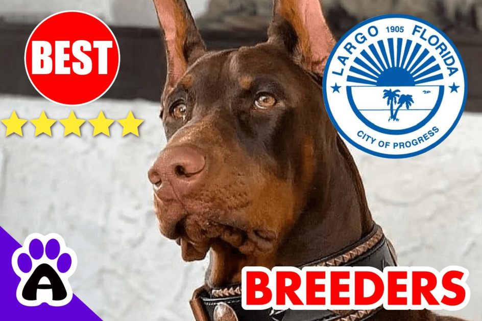 3 Best Reviewed Doberman Breeders In Largo 2022 | Doberman Puppies For Sale in Largo, FL