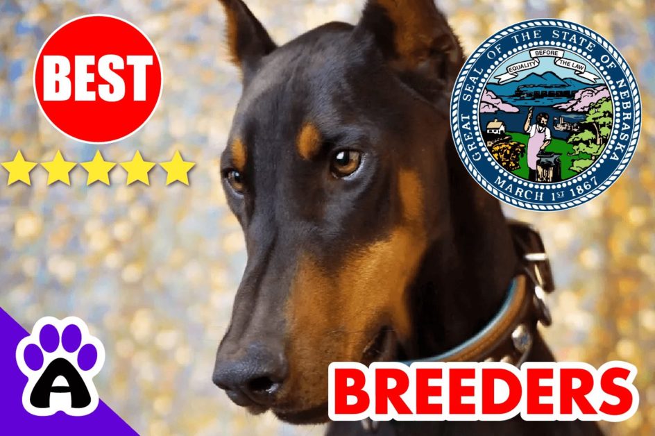 5 Best Reviewed Doberman Breeders In Nebraska 2022 | Doberman Puppies For Sale in NE