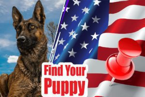 Belgian Malinois Puppies For Sale