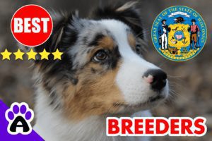 Australian Shepherd Puppies For Sale In Wisconsin 2022 | 5 Best Australian Shepherd Breeders WI