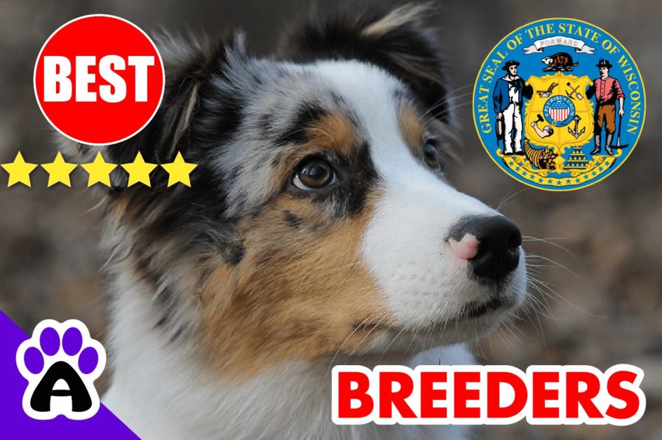 Australian Shepherd Puppies For Sale In Wisconsin 2022 | 5 Best Australian Shepherd Breeders WI