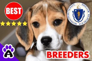 Beagle Puppies For Sale In Massachusetts-2024 | Best Beagle Breeders in MA