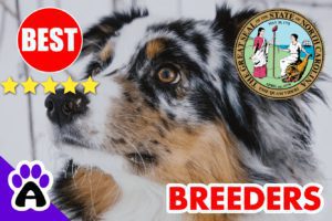 Australian Shepherd Puppies For Sale In North Carolina-2024 | 5 Best Australian Shepherd Breeders NC