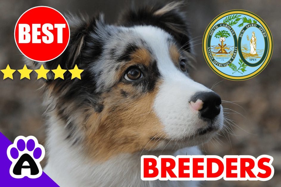 Australian Shepherd Puppies For Sale In South Carolina 2022 | 5 Best Australian Shepherd Breeders SC