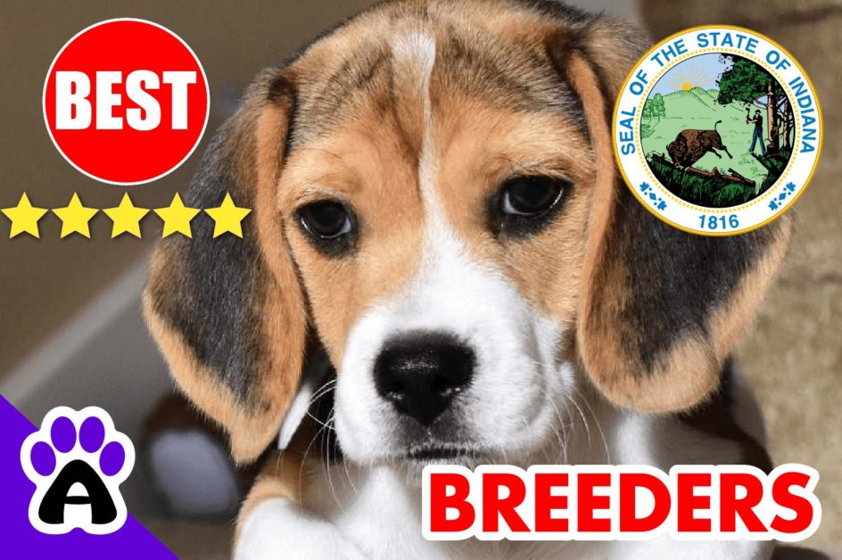 Beagle Puppies For Sale In Indiana 2022 | Best Beagle Breeders in IN