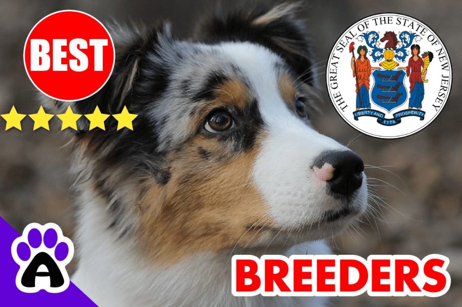 Australian Shepherd Puppies For Sale In New Jersey-2023 | 5 Best Australian Shepherd Breeders NJ