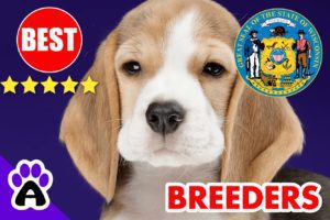 Beagle Puppies For Sale In Wisconsin 2022 | Best Beagle Breeders in WI