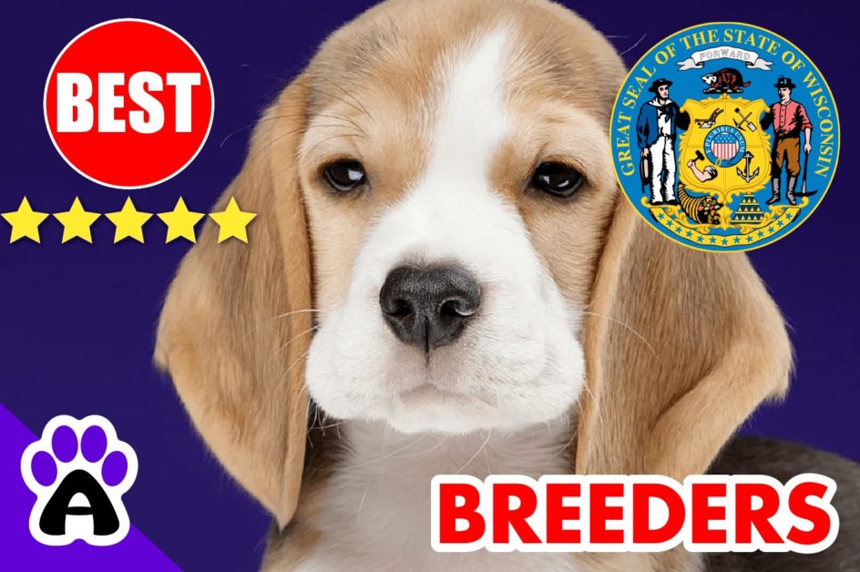 Beagle Puppies For Sale In Wisconsin-2023 | Best Beagle Breeders in WI
