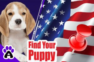 Beagle Puppies For Sale-2024 | Reputable Best Beagle Breeders in The US