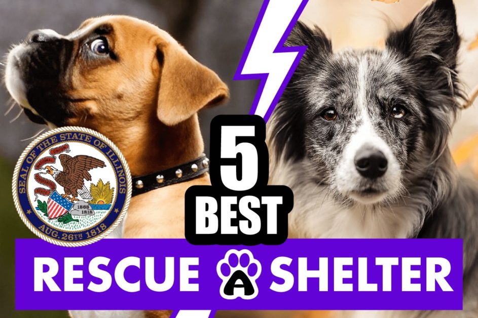 Best 5 Dog Rescue in Illinois & Shelters in IL