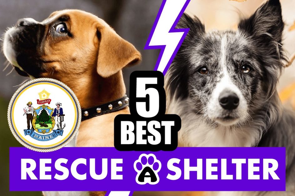 Best 5 Dog Rescue in Maine & Shelters in ME (2022)