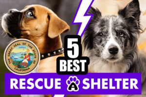 Best 5 Dog Rescues in California & Shelters in CA (2022)