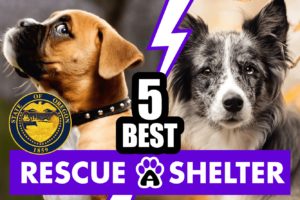 Best 5 Dog Rescue in Oregon & Shelters (2022)