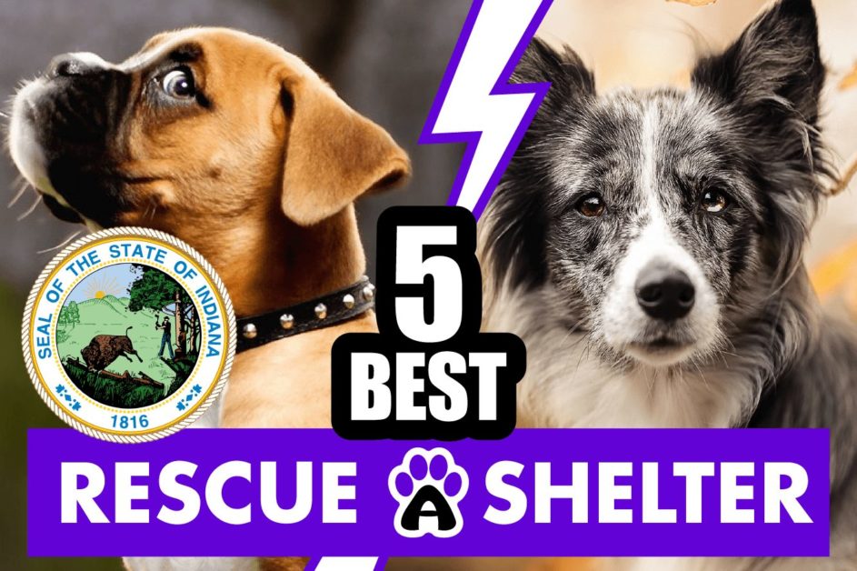 Best 5 Dog Rescues in Indiana, IN & Shelters (2022)
