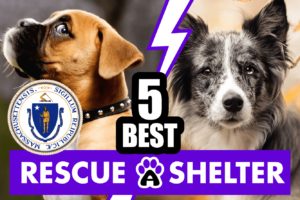 Best 5 Dog Rescue in Massachusetts & Shelters in MA