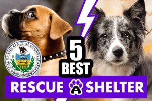 Best 5 Dog Rescues in Pennsylvania, PA & Shelters (2022)