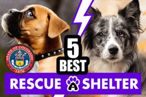 Best 5 Dog Rescue in Colorado & Shelters (2022)