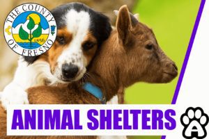 Best 3 Animal Shelters in Fresno (2022) Price & Guide