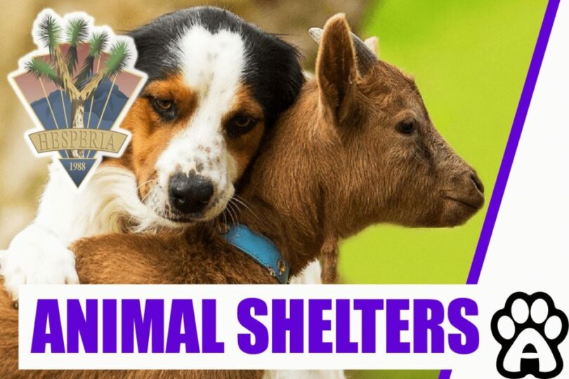 Best Animal Shelters in Hesperia, CA (2022) Price & Guide